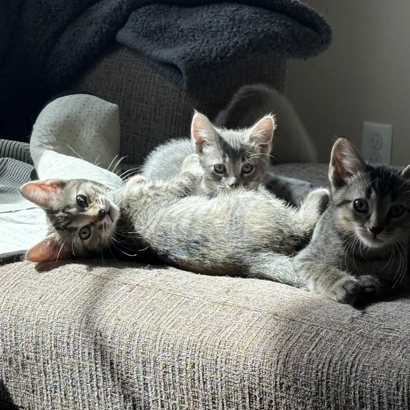A baby medium-sized female Tabby (Gray / Blue / Silver) Domestic Short Hair cat named Bing for adoption in Colcord, OK
