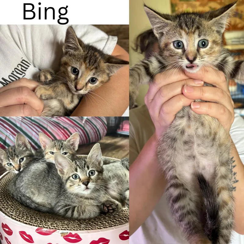 Bing thumbnail 5