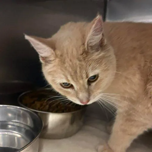 Buttercup thumbnail 2