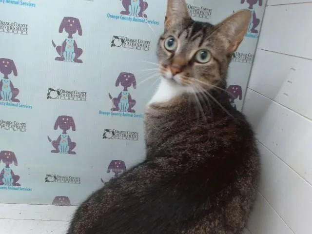 A young small-sized male Domestic Short Hair cat named Princeton for adoption in Orlando, FL