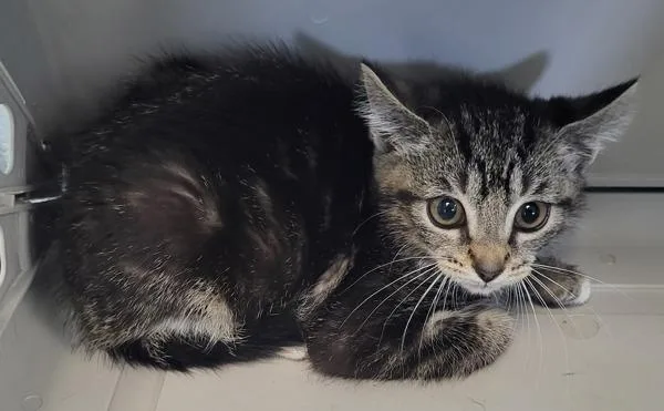 A baby small-sized female Domestic Short Hair cat named Pen  Chili for adoption in Lawrenceville, GA