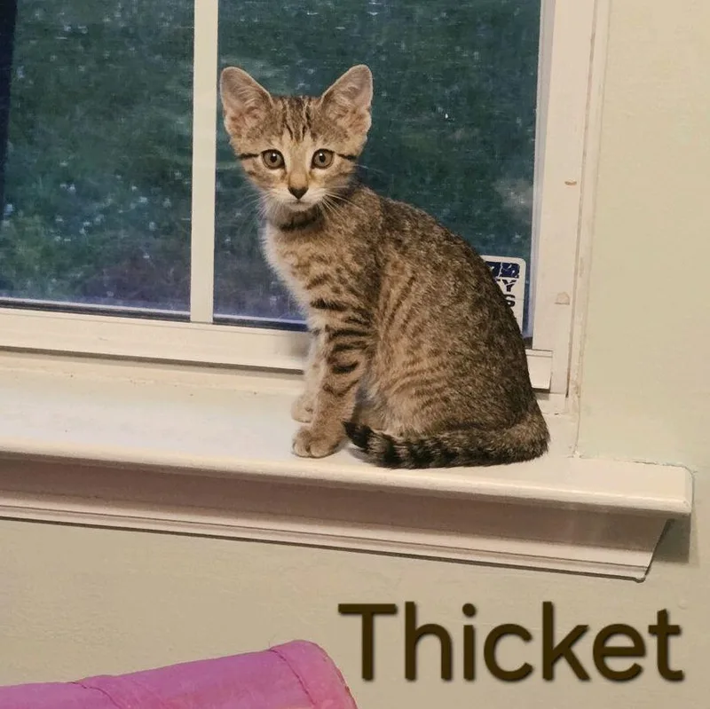 A baby medium-sized female Tabby (Brown / Chocolate) Domestic Short Hair cat named Thicket for adoption in Murfreesboro, TN