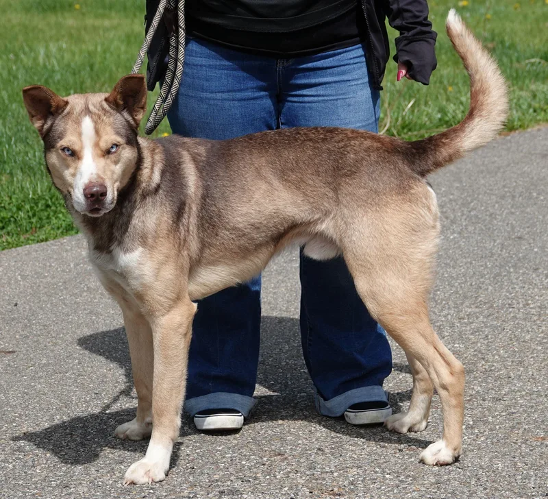 A young medium-sized male Brown / Chocolate Shepherd dog named Bud for adoption in Millfield, OH