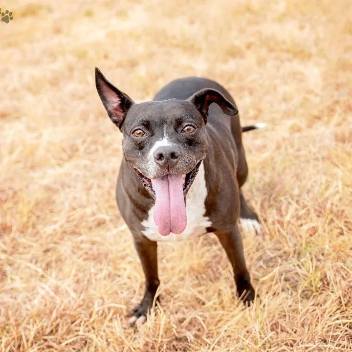 An adult medium-sized female Black Pit Bull Terrier dog named Layla for adoption in Justin, TX