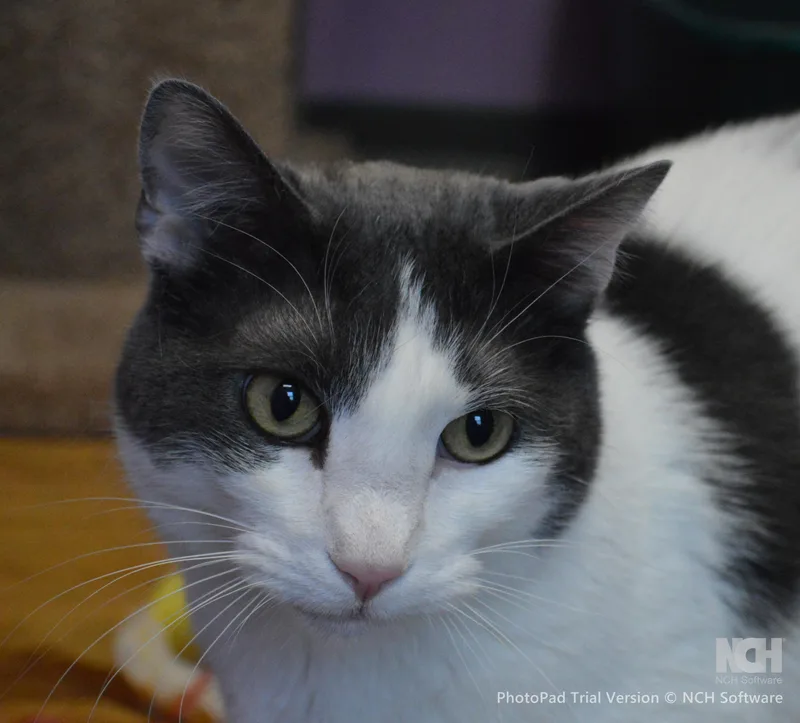 An adult extra large-sized male Gray & White Domestic Short Hair cat named Bogey for adoption in House Springs, MO
