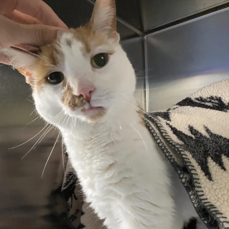 A senior medium-sized female Orange / Red American Shorthair cat named Sassy for adoption in Grand Rapids, MI