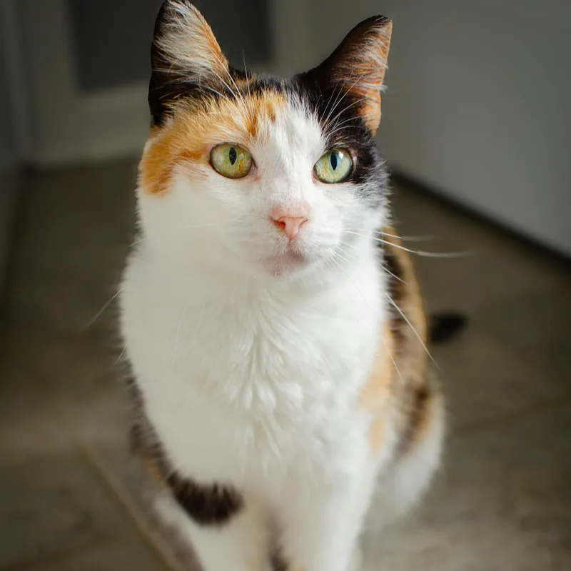 YABBY Calico Adult thumbnail 3