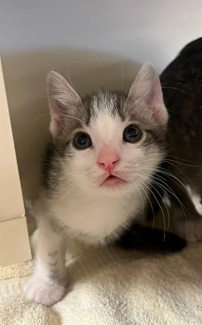 A baby small-sized male Domestic Short Hair cat named Karst for adoption in Blythe, CA