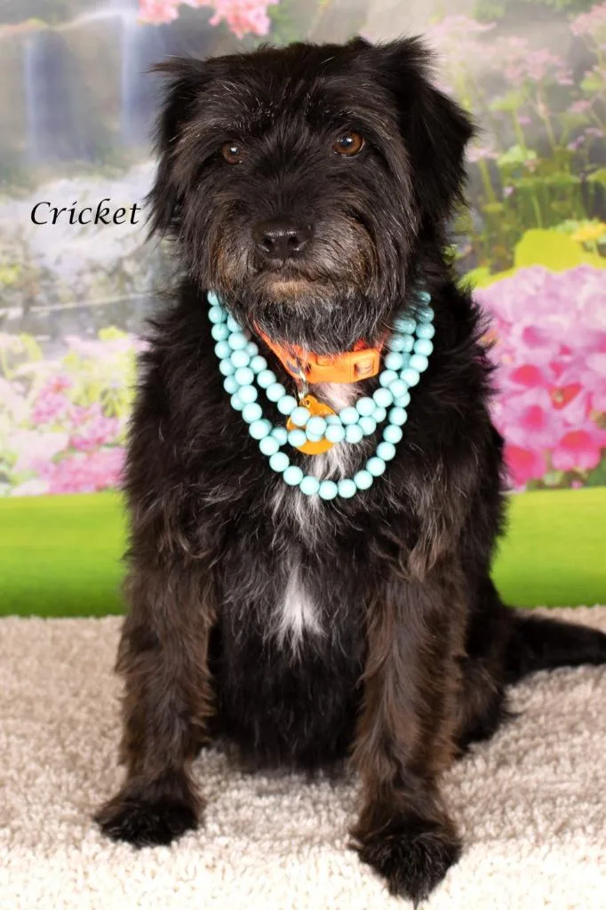 An adult medium-sized female Terrier dog named Cricket for adoption in Gilbert, AZ