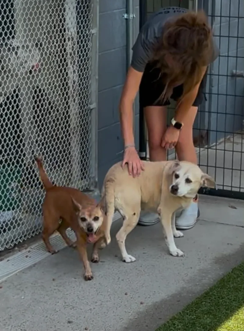 A senior small-sized male Yellow / Tan / Blond / Fawn Chihuahua dog named Carl for adoption in Bethlehem, PA