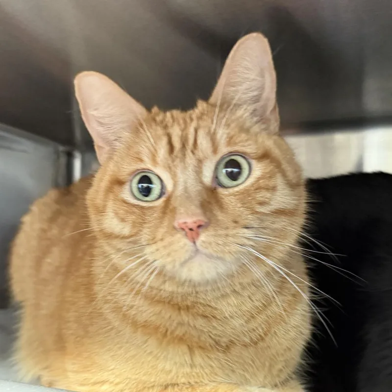An adult large-sized male Orange / Red Domestic Short Hair cat named Maple for adoption in Palm Springs, CA