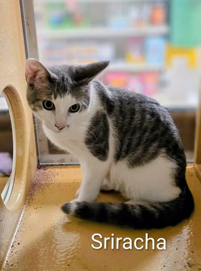 A baby medium-sized female Gray & White Domestic Medium Hair cat named Srirach for adoption in Northfield, OH