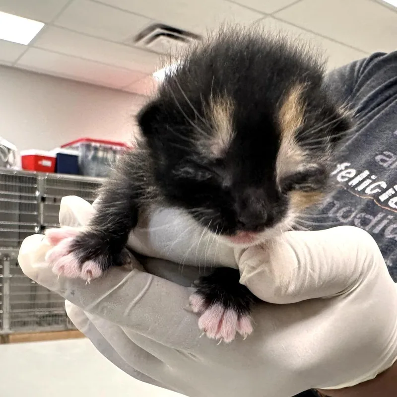 A baby small-sized female Calico Domestic Short Hair cat named Rye for adoption in Houston, TX