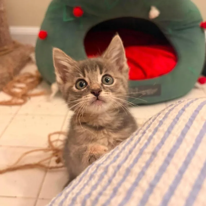 A baby small-sized female Gray / Blue / Silver Domestic Short Hair cat named Frida Kahlo for adoption in Jarrettsville, MD