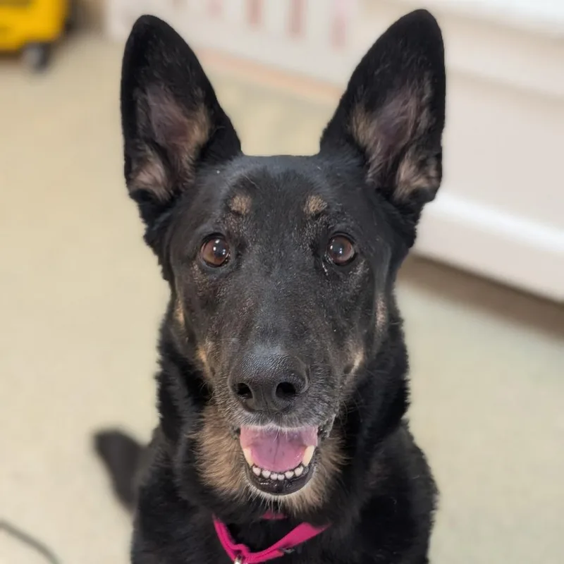 A senior large-sized female German Shepherd Dog dog named Hazel for adoption in Deerfield, IL
