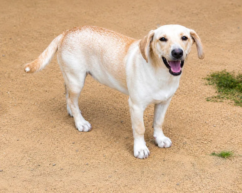A baby small-sized female Mixed Breed dog named Vanilla for adoption in Rincon, PR