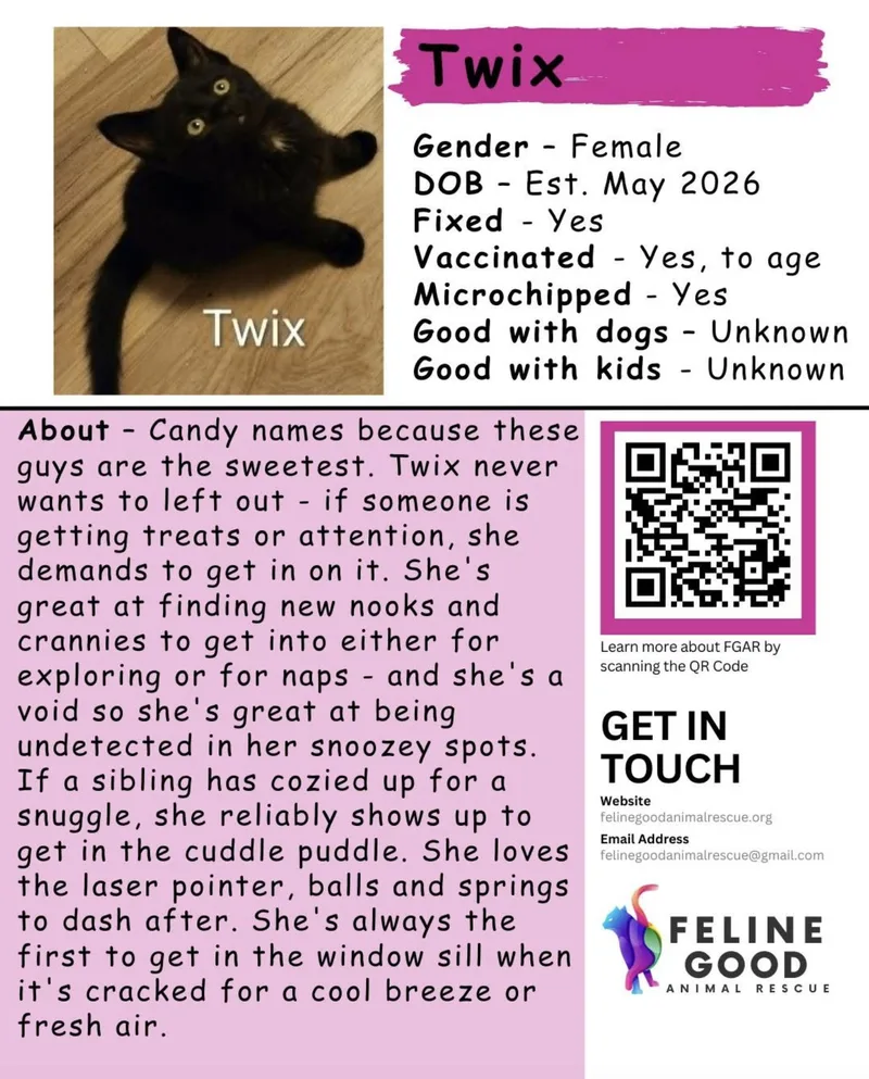 A baby medium-sized female Black Domestic Short Hair cat named Twix for adoption in Eugene, OR
