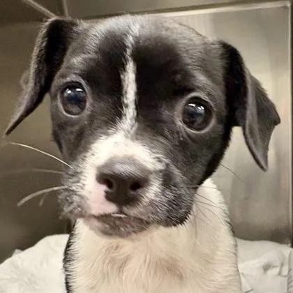 A baby small-sized male Chihuahua dog named Macadamia Nut for adoption in Sacramento, CA
