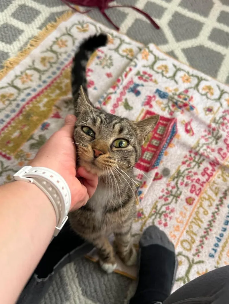 A young small-sized female Tabby (Buff / Tan / Fawn) Domestic Short Hair cat named Poppy for adoption in Roslindale, MA
