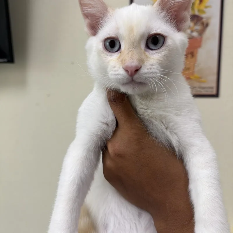 A baby small-sized male White Domestic Short Hair cat named Zen for adoption in Las Vegas, NV