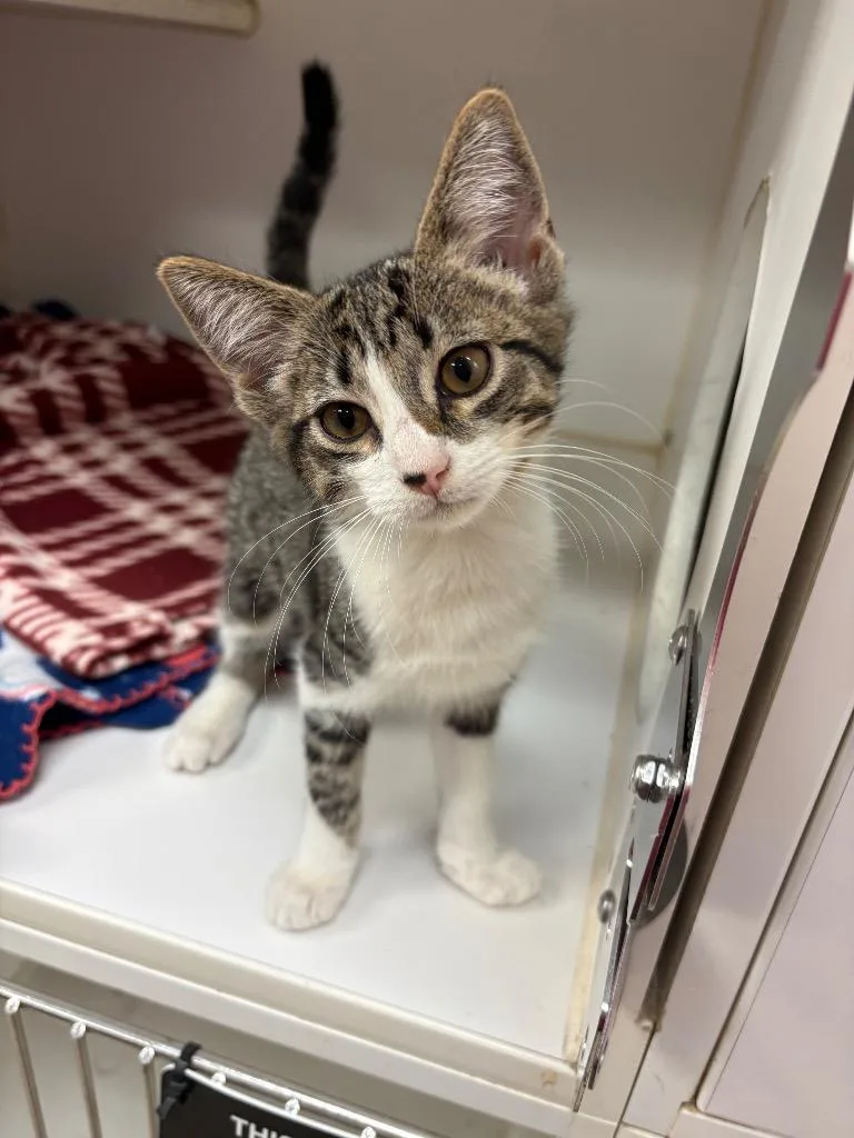 A baby medium-sized female Domestic Short Hair cat named Rosie for adoption in Johnson City, TN