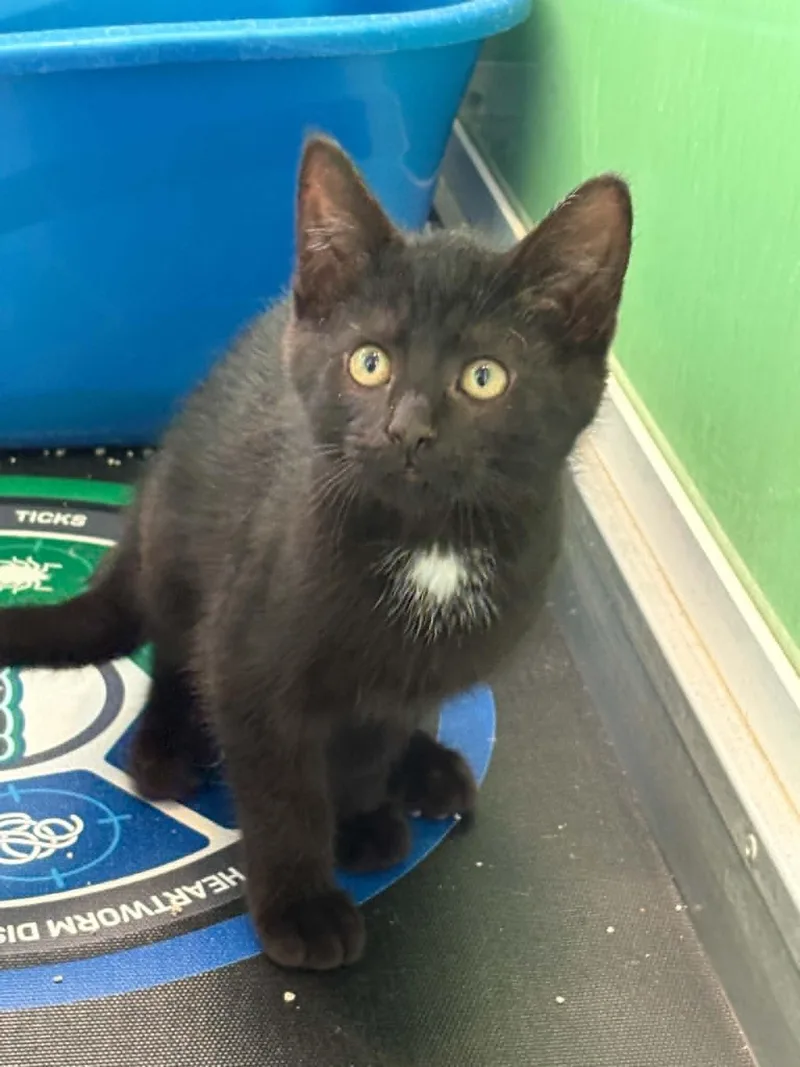 A baby medium-sized female Black American Shorthair cat named Cindy Brady for adoption in Barboursville, WV