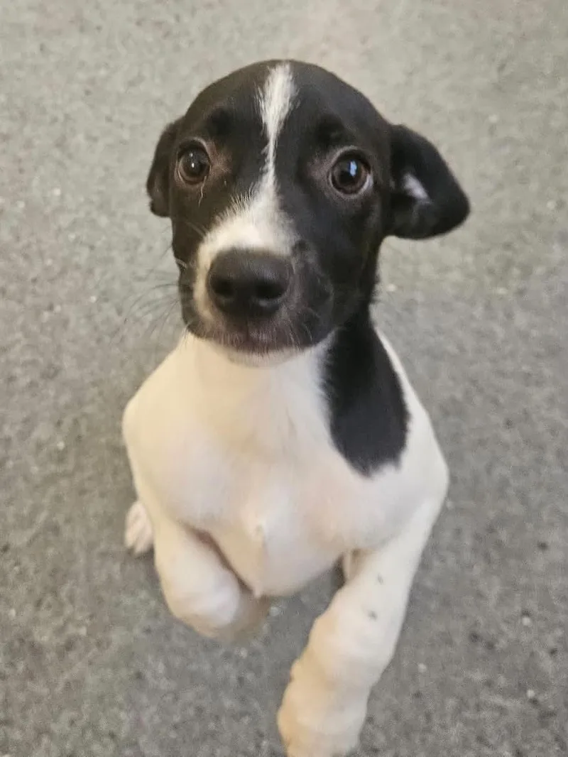 A young medium-sized male Hound dog named Dodge for adoption in Covington, VA