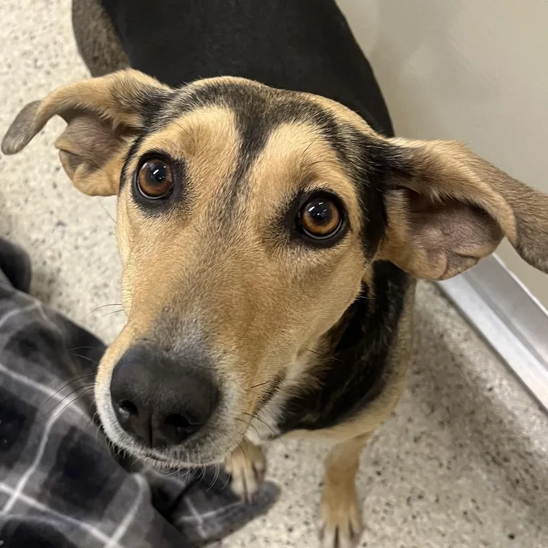 An adult medium-sized female Black Mixed Breed dog named Tawny for adoption in Nashville, IN