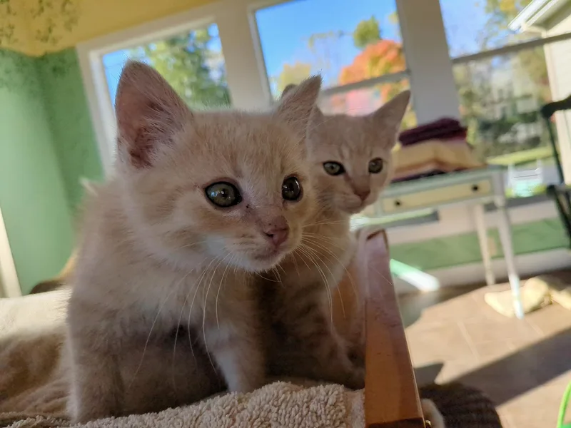 Hansel and Gretle thumbnail 5