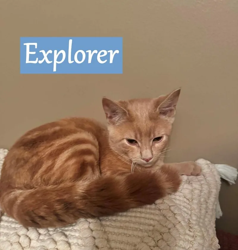 A baby medium-sized male Domestic Short Hair cat named Explorer for adoption in Hoover , AL