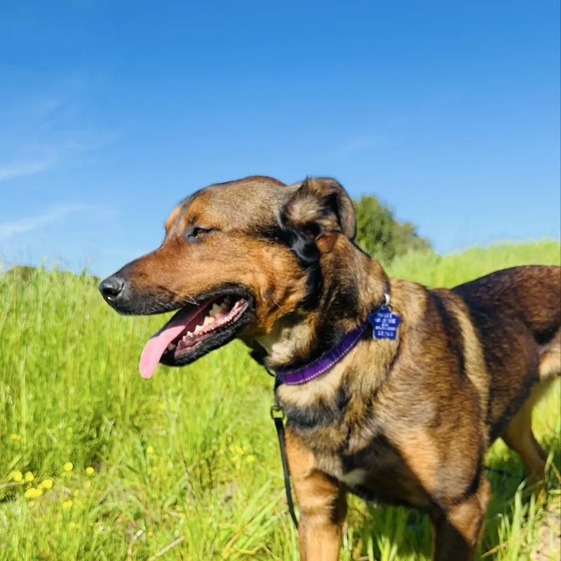 Stallone thumbnail 2