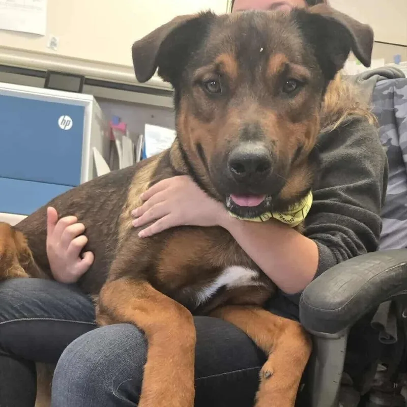 Stallone thumbnail 3