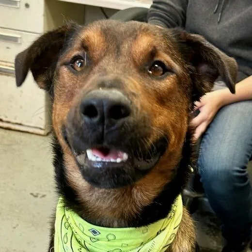 Stallone thumbnail 4