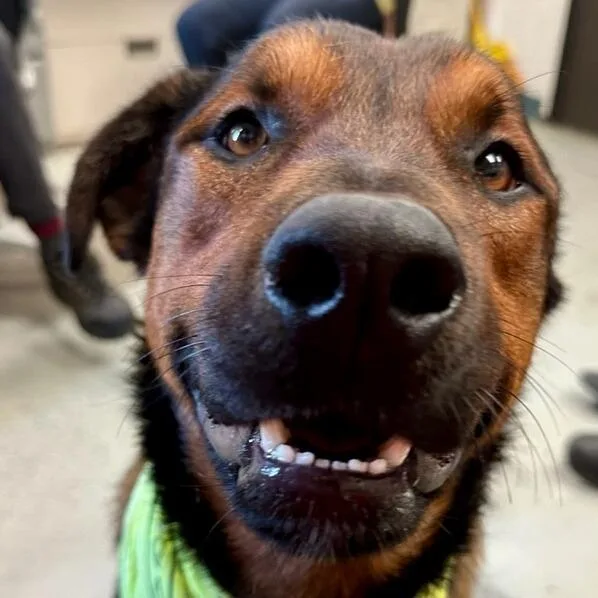 Stallone thumbnail 5