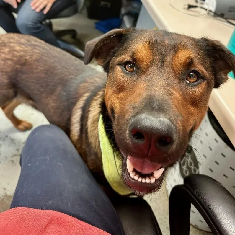 Stallone thumbnail 6