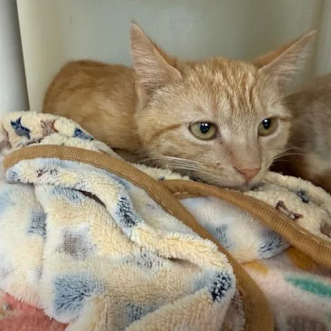A young medium-sized female Orange / Red Domestic Short Hair cat named Dorito for adoption in New Fairfield, CT