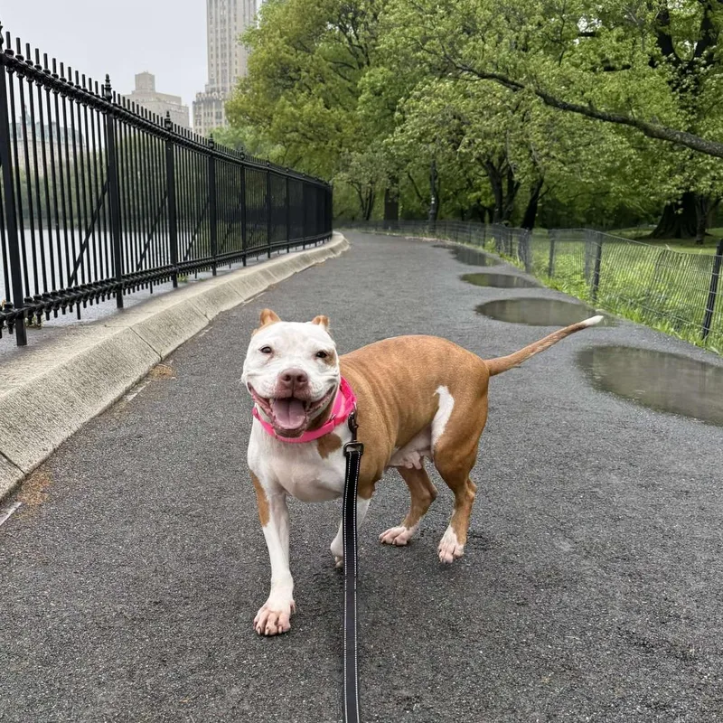 A senior medium-sized female Brown / Chocolate American Staffordshire Terrier dog named Tilly for adoption in Long Island City, NY