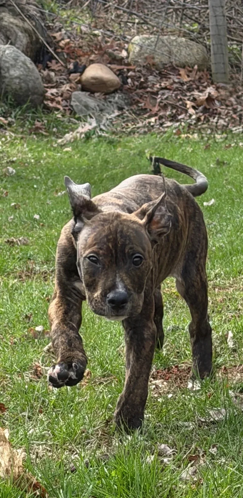 A baby large-sized male Brindle American Staffordshire Terrier dog named Jelly for adoption in Davisburg, MI