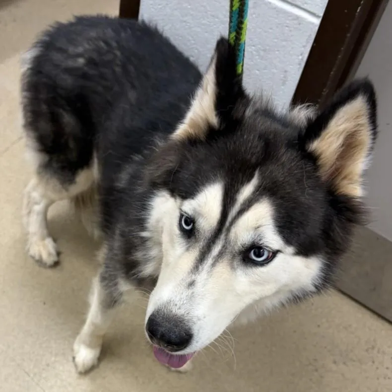 An adult large-sized female Husky dog named Danka for adoption in Derwood, MD