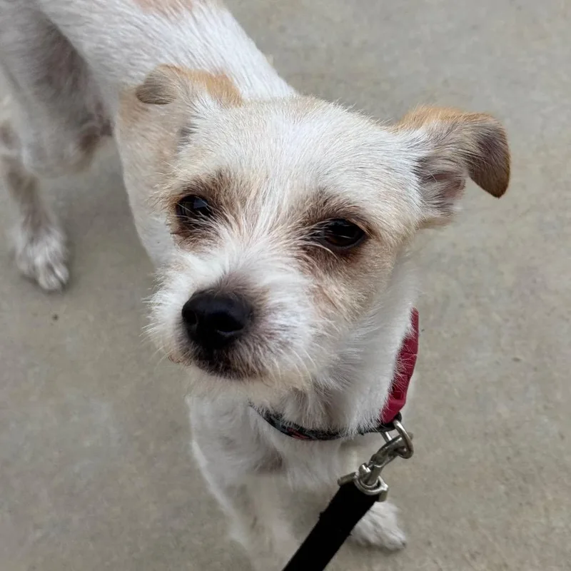 An adult small-sized female Chihuahua dog named Froyo for adoption in Santa Barbara, CA