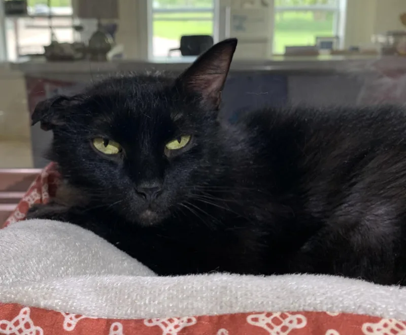 An adult medium-sized female Black Domestic Short Hair cat named Vivian Sponsored for adoption in Massena, NY