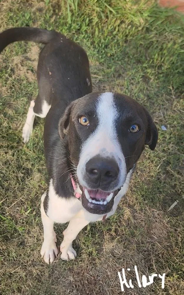 An adult large-sized female Tricolor (Brown, Black, & White) Great Pyrenees dog named Hilary for adoption in Dallas, TX