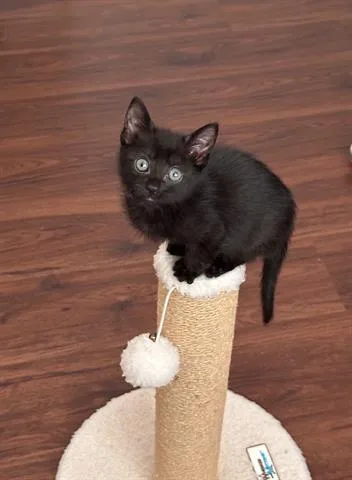 Gia
