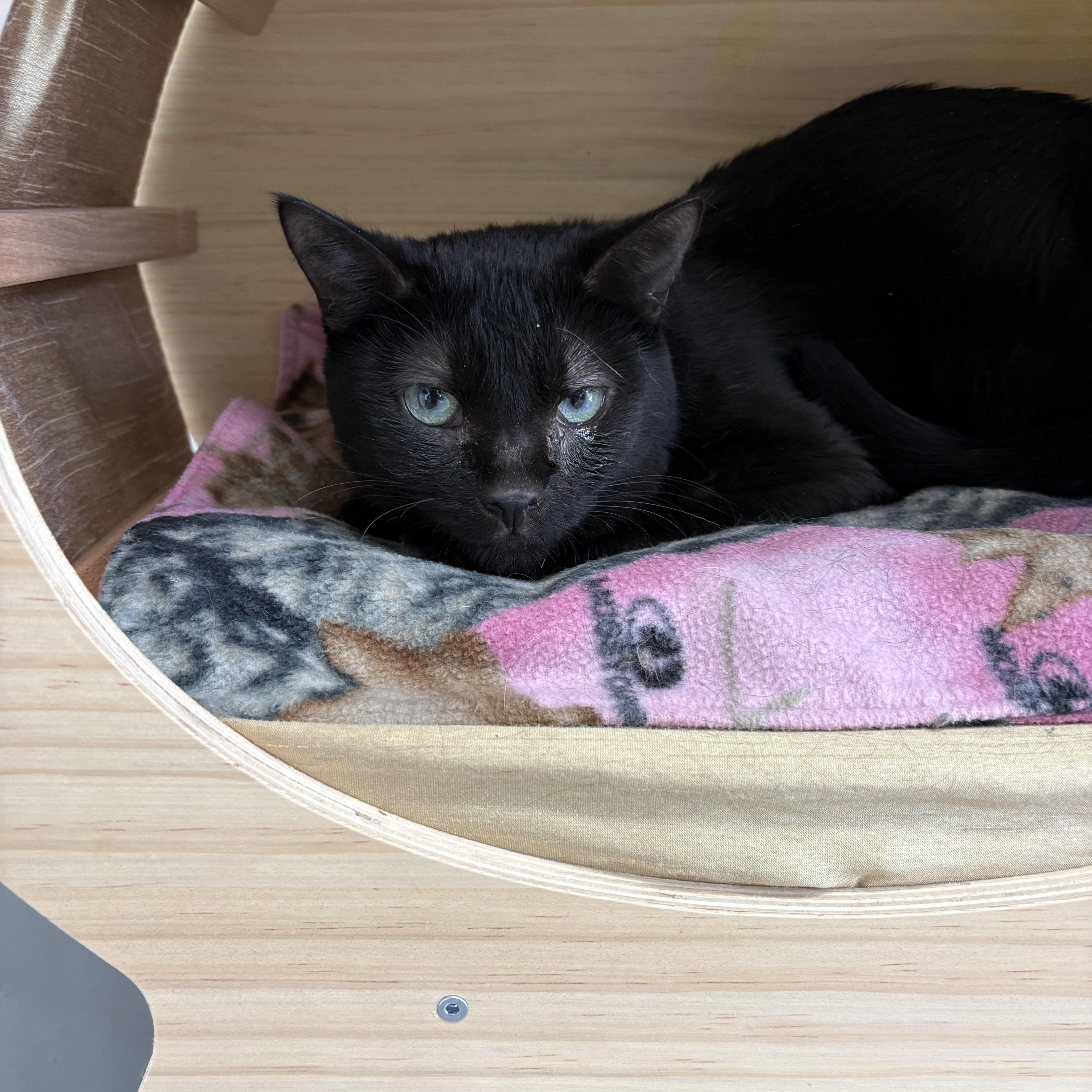 An adult medium-sized male American Shorthair cat named Pickles for adoption in Big Rapids, MI