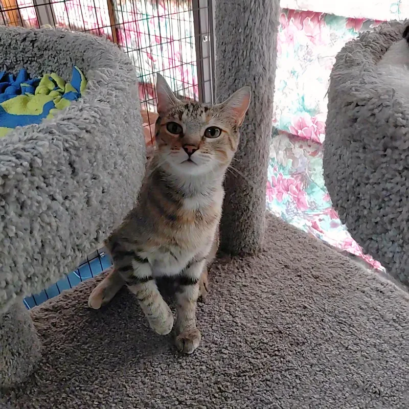 An adult medium-sized female Torbie Domestic Short Hair cat named Maia for adoption in Littleton, NH