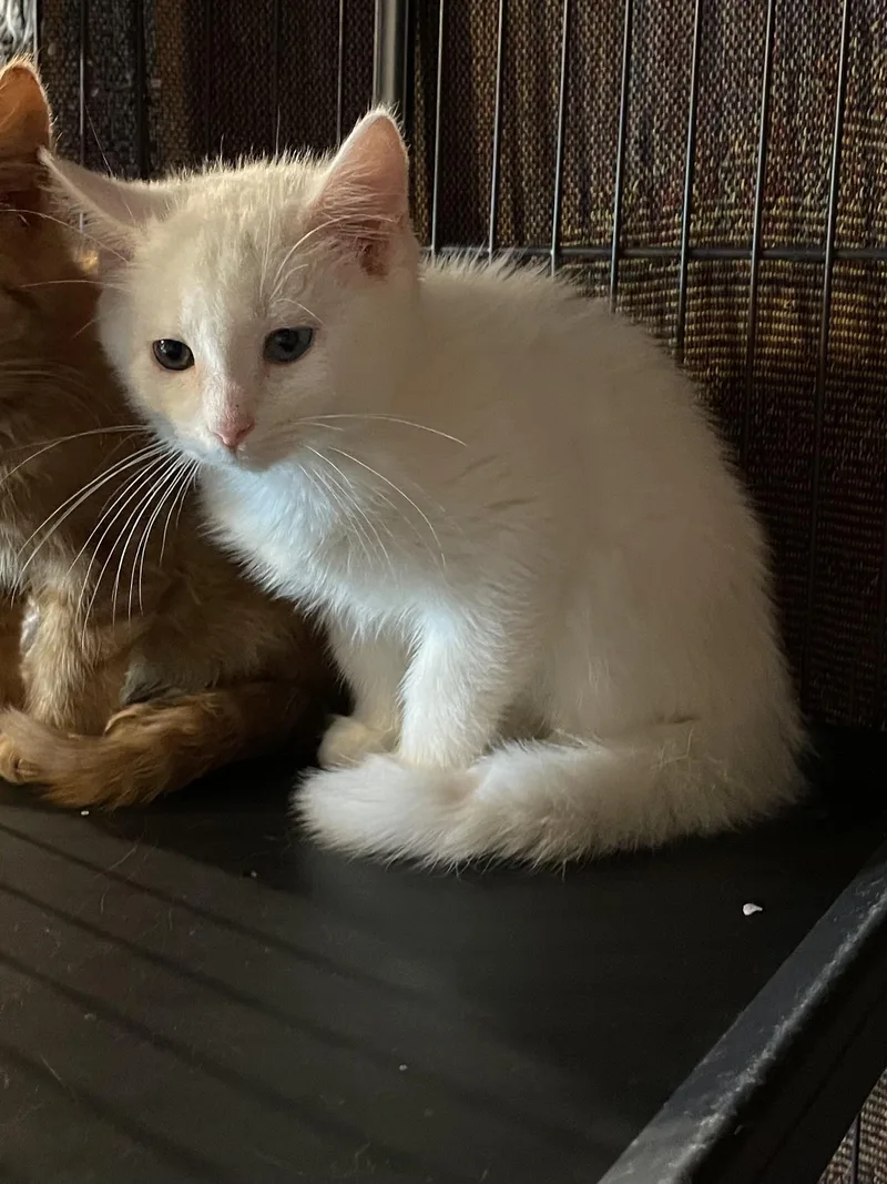 A baby medium-sized female Domestic Short Hair cat named Blizzard for adoption in lititz, PA
