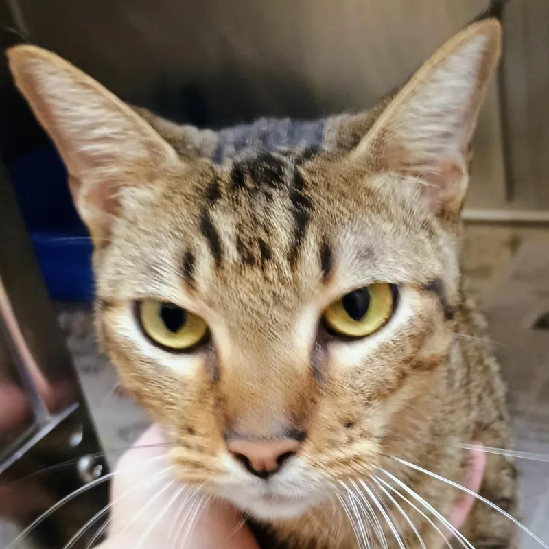 An adult medium-sized male Gray / Blue / Silver Domestic Short Hair cat named Simon for adoption in Palestine, TX