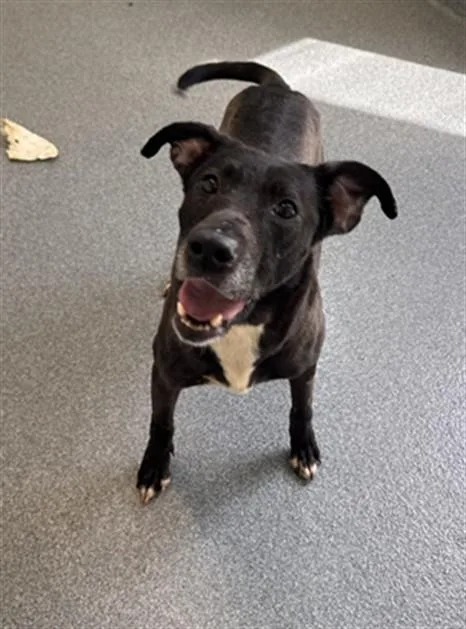 An adult medium-sized female Labrador Retriever dog named Crunchy for adoption in Toledo, OH