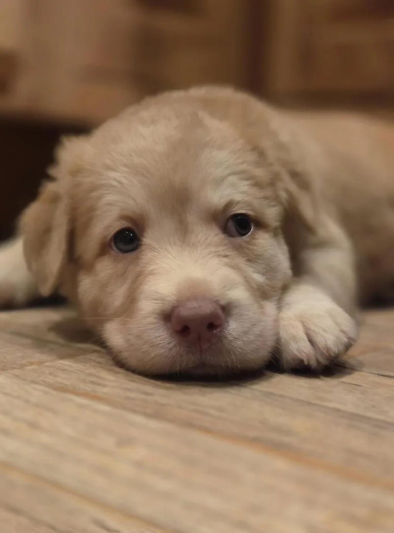 A baby large-sized female Labrador Retriever dog named Kit for adoption in Port Angeles, WA