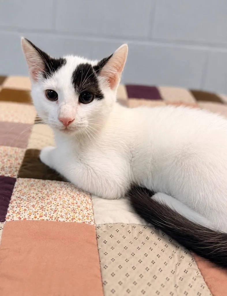 A baby medium-sized male Domestic Short Hair cat named Slytherin for adoption in Huntington, IN